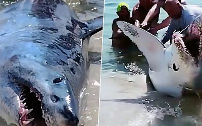 KIJK. Strandgan­gers proberen grote aangespoel­de haai te redden, maar die laat zich niet zomaar helpen