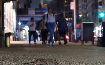 ‘Rattentoerisme’ wint aan populariteit in New York City