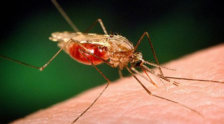 Meer mensen geconfronteerd met malaria, waarschuwt de WHO