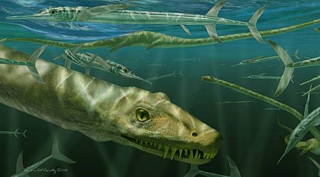 Onderzoekers ontdekken fossiel van 240 miljoen jaar oude ‘Chinese draak’