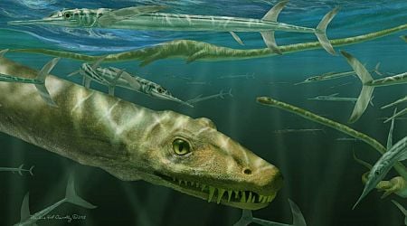 Onderzoekers ontdekken fossiel van 240 miljoen jaar oude 'Chinese draak' - AD
