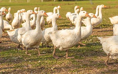 WHO noemt uitbraak vogelgriep een 'pandemie onder dieren' - NU.nl