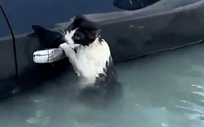 Doorweekte kat die zich in Dubai aan auto vastklampt gered - Provinciale Zeeuwse Courant
