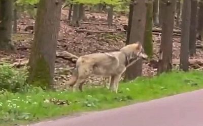 Wolf bedelt om voedsel en nu dreigen maatregelen: 'Ik ben woest! Mensen veroorzaken dit' - De Gelderlander