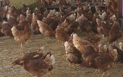 Ophokplicht voor pluimvee vervalt in heel Nederland