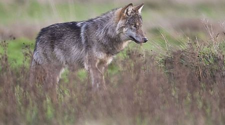Overijssel opent 'jacht' op de wolf, Faunabescherming uit felle kritiek: "Symboolpolitiek" - RTV Oost