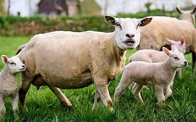 Goed nieuws deze week: Kijkwijzer voor games, tweede vaccin voor schapen - NU.nl