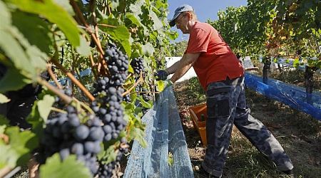 Roséproductie Duitsland op recordniveau, ten koste van rode wijn