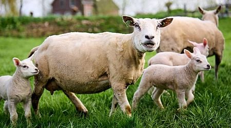 Goed nieuws deze week: Kijkwijzer voor games, tweede vaccin voor schapen - NU.nl