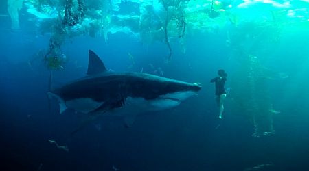 Zet je schrap voor nog meer bloeddorstige haaien in de Franse Seine