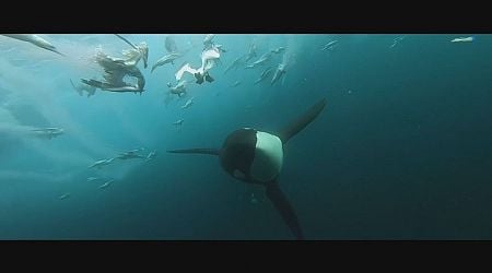 Speelfilm toont onderwaterleven Noordzee, die volgebouwd wordt met windmolens
