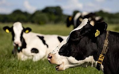 Nederlandse zuivelexport omlaag door sterk gedaalde zuivelprijzen