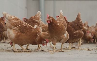 Landelijke ophokplicht pluimvee vanwege vogelgriep 