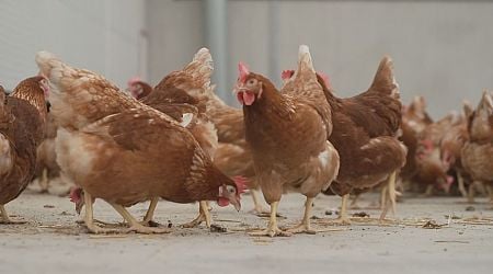 Landelijke ophokplicht pluimvee vanwege vogelgriep 