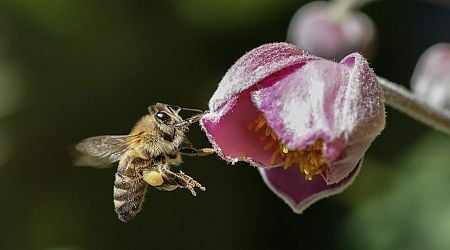 'Pensioenfondsen hebben meer aandacht voor investeringen in biodiversiteit'