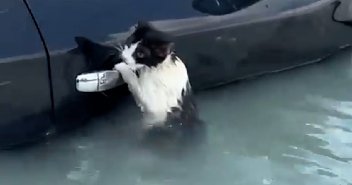 Doorweekte kat die zich in Dubai aan auto vastklampt gered - Provinciale Zeeuwse Courant