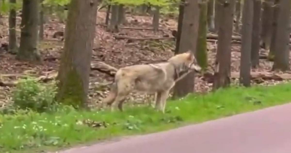 Wolf bedelt om voedsel en nu dreigen maatregelen: 'Ik ben woest! Mensen veroorzaken dit' - De Gelderlander