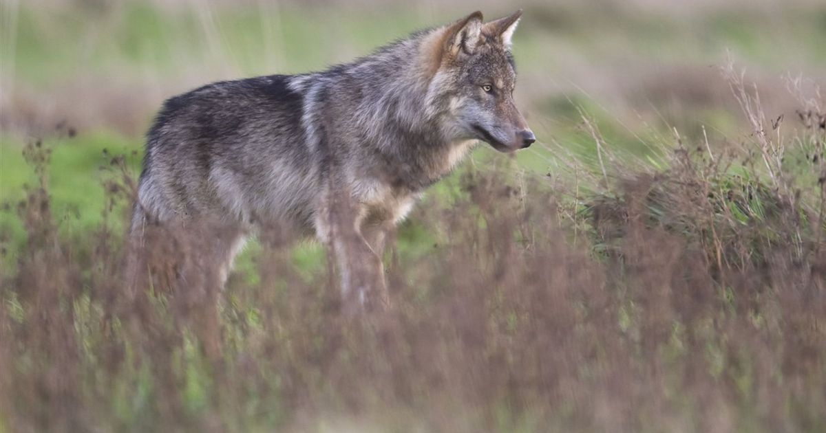 Overijssel opent 'jacht' op de wolf, Faunabescherming uit felle kritiek: "Symboolpolitiek" - RTV Oost