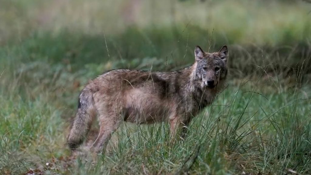 Gelderland geeft vergunning om met paintballgeweer op wolf te schieten - NOS