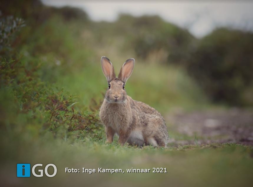 Maak je mooiste duinfoto - doe mee aan fotowedstrijd