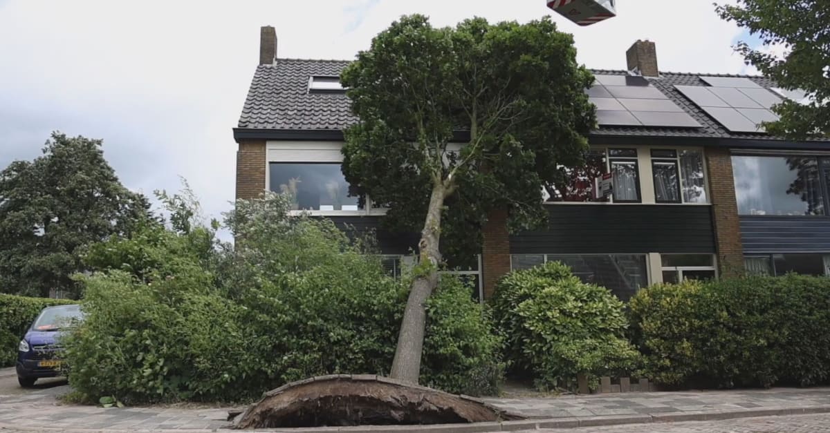 Bomen waaien op huizen en auto's: eerste zomerstorm van dit jaar een feit - Hart van Nederland