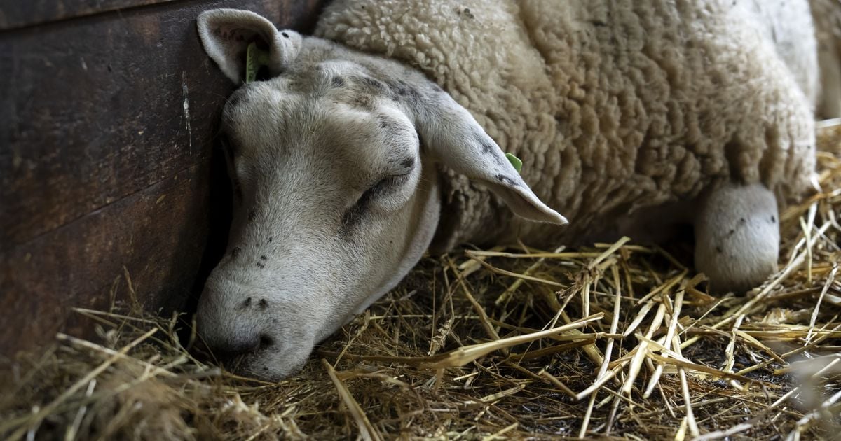 Aantal besmettingen blauwtong loopt op: zeven besmettingen in Drenthe - RTV Drenthe