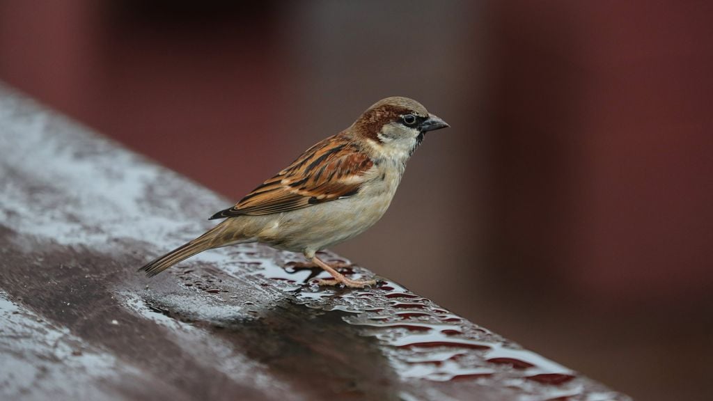 Kamer gaat in tegen plan Keijzer: toch nestkastjes in nieuwbouwhuizen